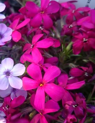 Phlox douglasii 'Red Admiral' - 8cm pot 